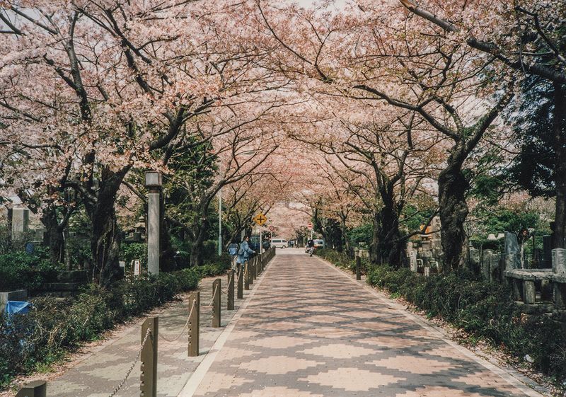 Cherry blossoms, Tokyo
