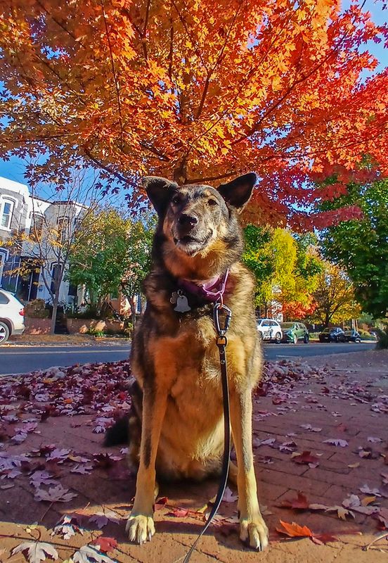 Queenie in fall