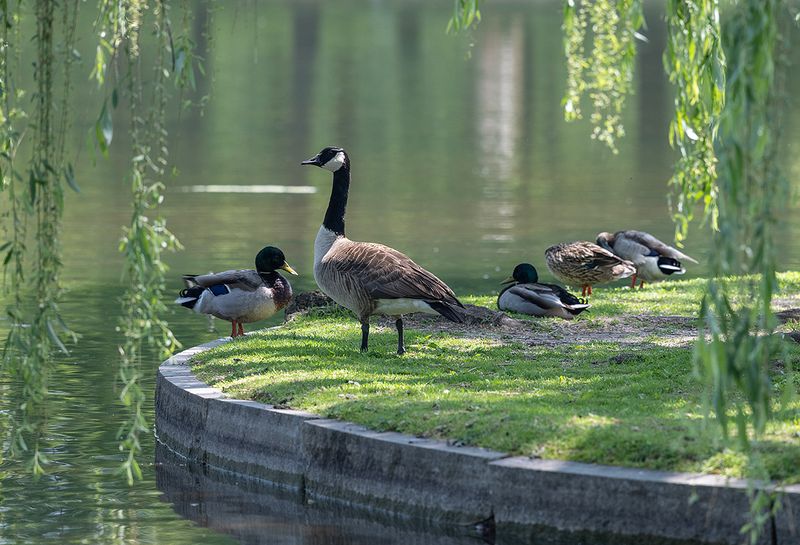Birds of a feather dont always stick together