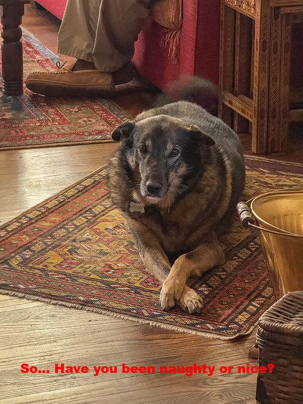 Queenie filling in for Santa Claus