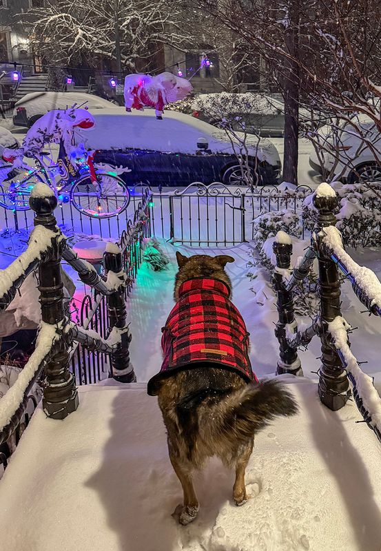 Queenie surveying the unfamiliar landscape