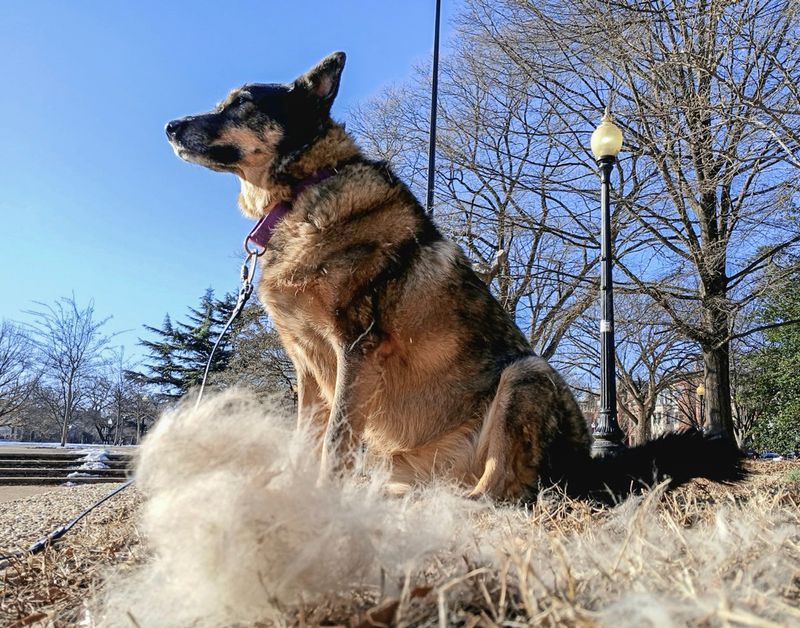 Fur-dressing session
