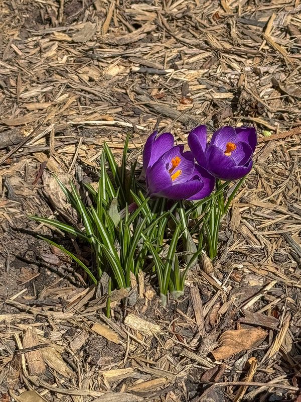 More evidence of spring
