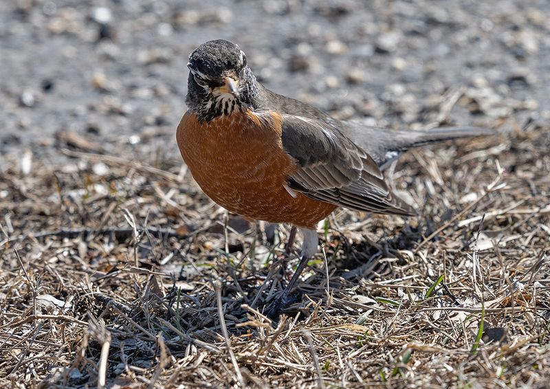Inquisitive robin
