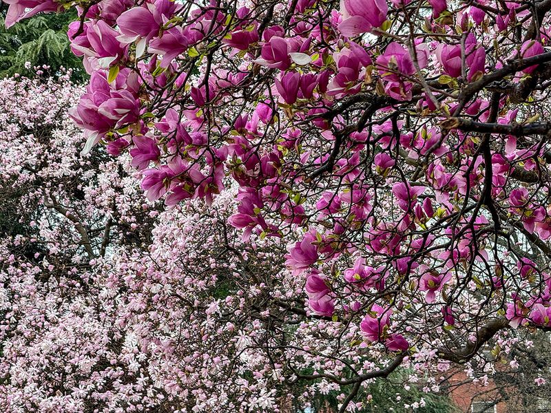 Spring in the park