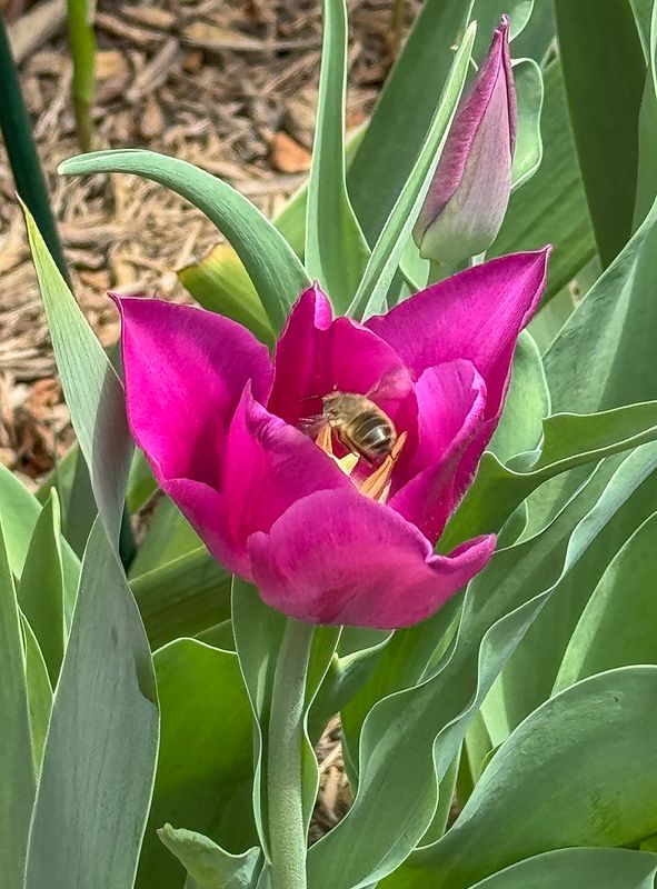Tulip and surprise visitor