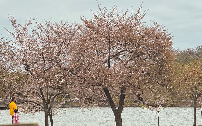 Where did all the cherry blossoms go??
