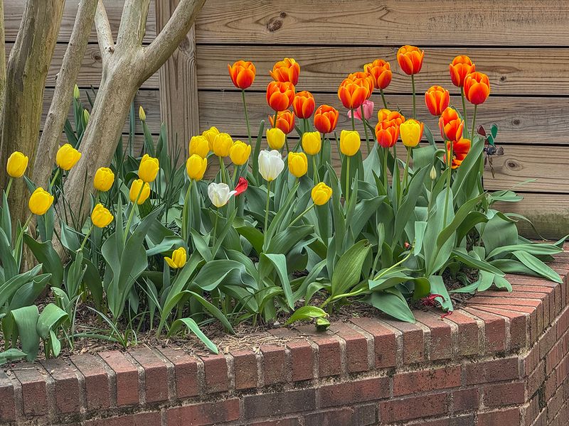 Tulip bonanza