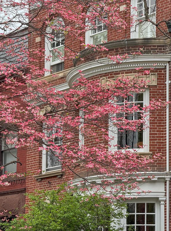 Dogwood time