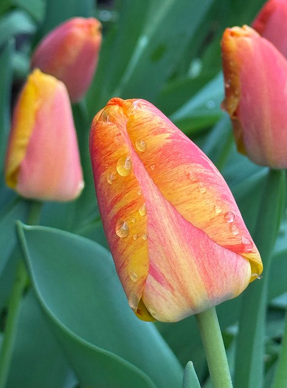 Ready to open
