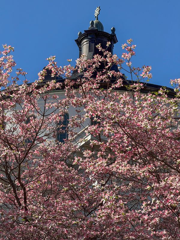 Church dogwood