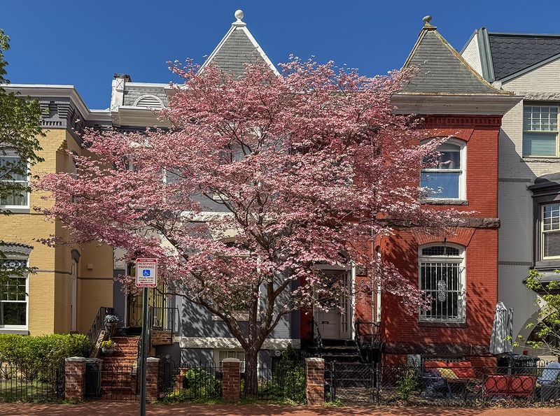 The grace of the dogwood