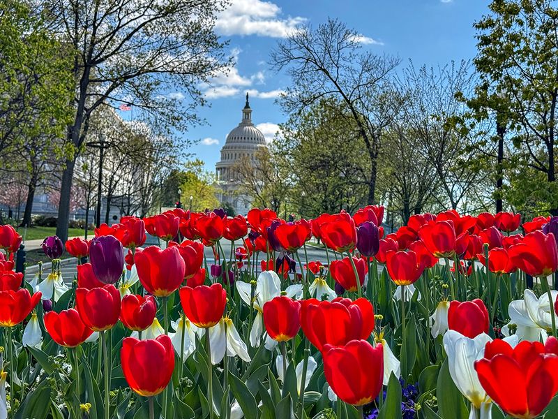 Capitol tulips