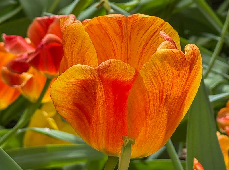 Last tulip standing