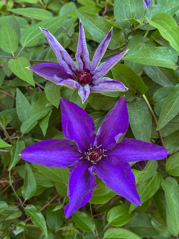 Blooming