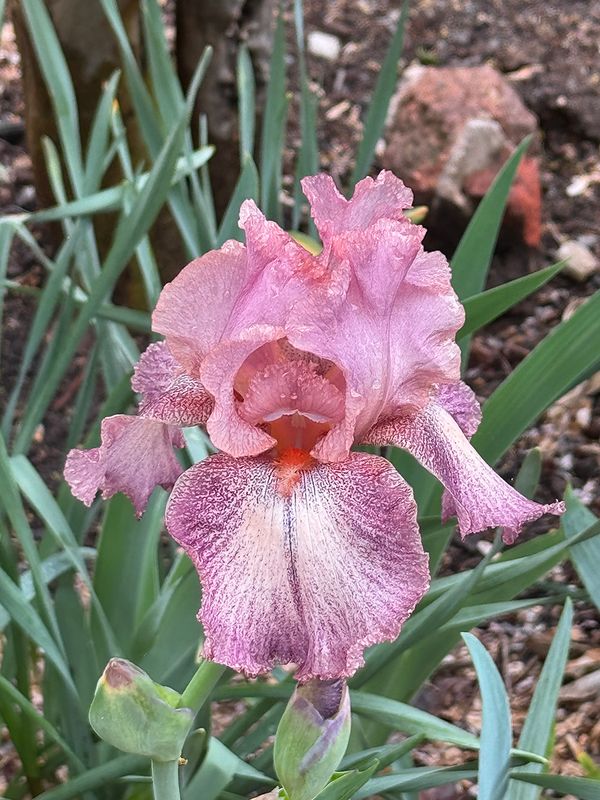 Now its iris time