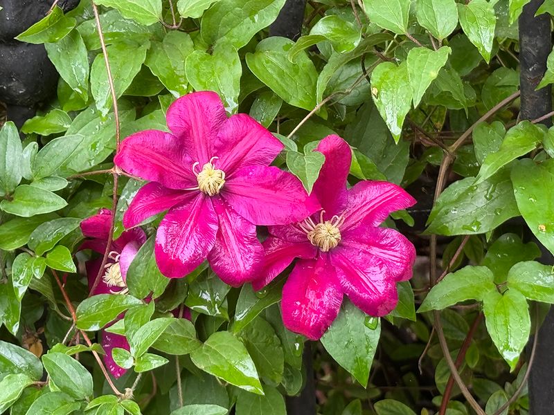 Rarely seen flash of color