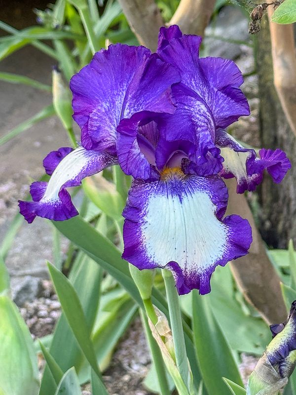 Heart of the iris