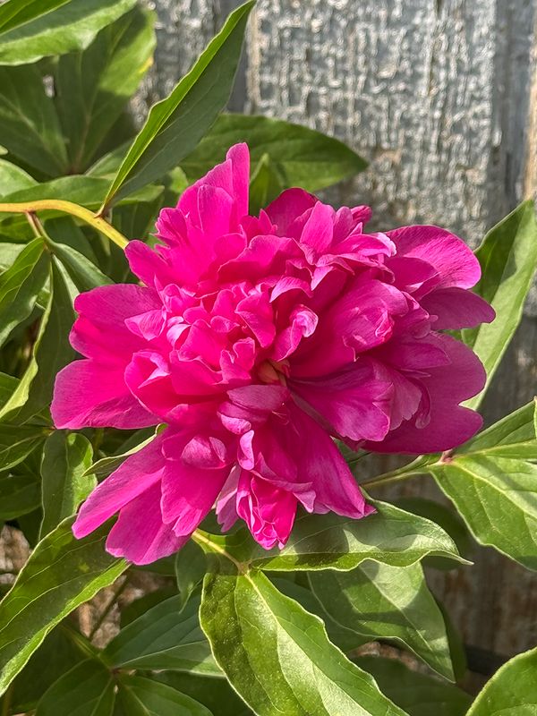 Lone bloom