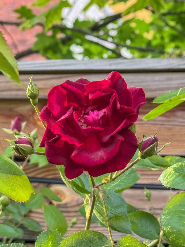Coming up roses