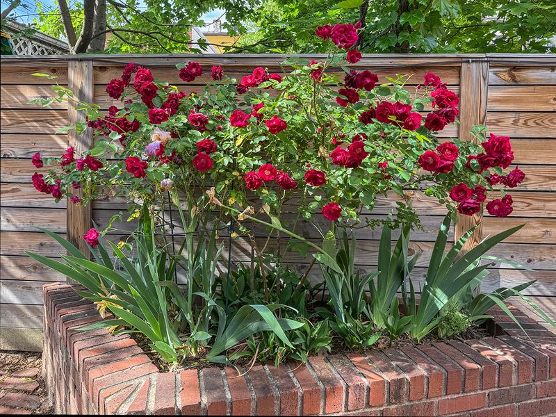 Rosebush gone wild