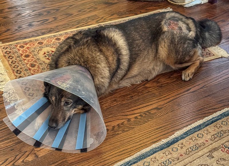 Not a happy camper