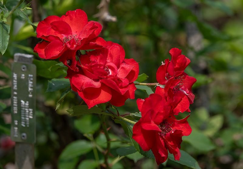 No azaleas, but plenty of roses