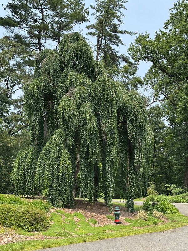 A most interesting looking tree