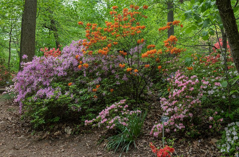 Arboretum in years past: Azalea postscript