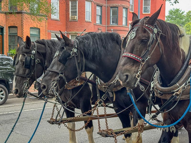 The fire horses: Grace, Hope and Wylie Coyote