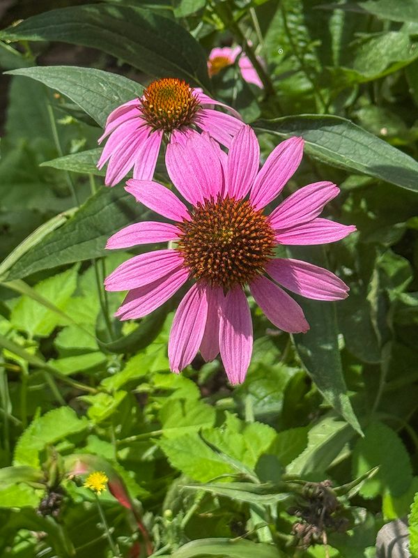 Beauty among the clutter