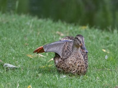 Duck yoga