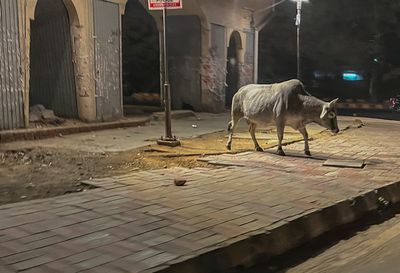Out for an evening stroll, New Delhi