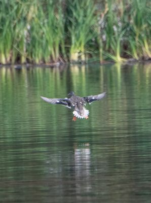 Coming in for a landing