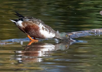 The intent shoveler