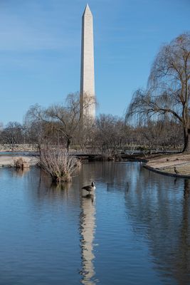 Washington Monument reflections