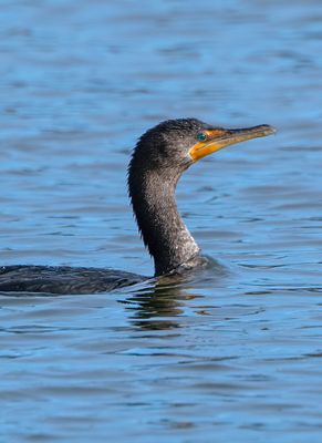 The eye of the cormorant