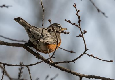 Robin at Constitution Gardens