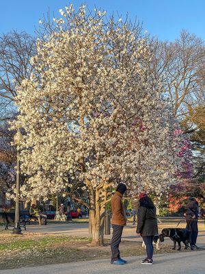 Spring in Lincoln Park