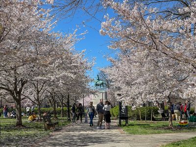 Stanton Park  in bloom