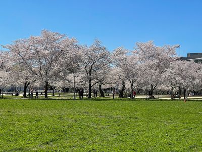 An abundance of cherry blossoms
