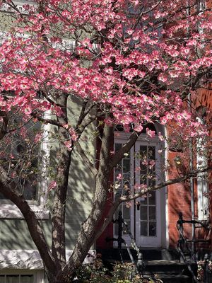 The dogwoods have started to bloom