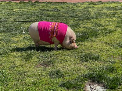 Lucy, the urban pig