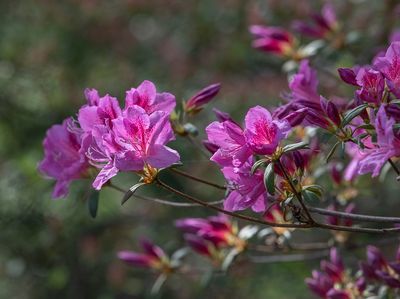 Shades of pink