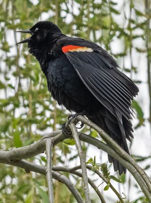 Red-winged blackbird with something to say