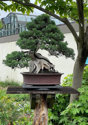 Outdoor bonsai