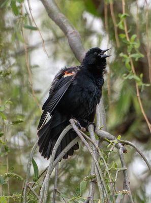 Not so quiet blackbird