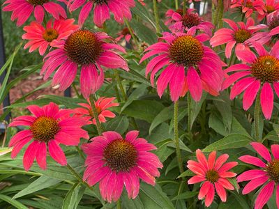 Brilliant coneflowers