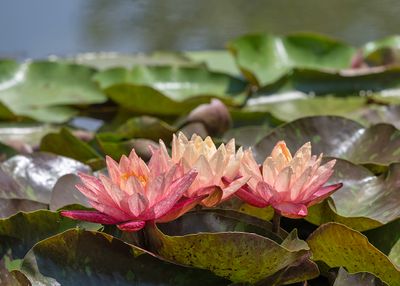 Water lily trio