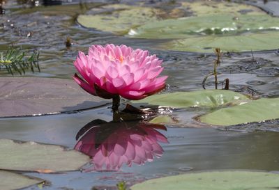 Water lily reflections